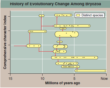 Punctuated Equilibrium: Evaluating a Case History  Biologists have long argued over the rate at which evolution occurs. As you read in chapter 17 (section 17.1, under The Rate of Evolution), some organisms appear to have evolved gradually (gradualism), while in others evolution seems to have occurred in spurts (punctuated equilibrium). There is evidence of both patterns in the fossil record. Perhaps the most famous claim of punctuated equilibrium has been made by researchers studying the fossil record of marine bryozoans. Bryozoans are microscopic aquatic animals that form branching colonies. You encountered them earlier in this chapter as lophophorates. The fossil record is particularly well documented for Caribbean bryozoan species of the genus Metrarabdotos, whose fossil record extends back more than 15 million years without interruption (a fossil is the mineralized stonelike remains of a long-dead organism; a fossil record is the total collection of fossils of that particular kind of organism known to science). The graph to the upper right displays an analysis of the Metrarabdotos fossil record. Researchers fi rst formulated a comprehensive character index based upon a broad array of bryozoan traits. (A character index is a number assigned to a specimen based on its morphology. Different characteristics are measured and assigned quantitative values, and the character index is determined by adding together the individual character values that apply to the specimen. The closer the character indices are for two specimens, the more closely related they are.) Then each fossil is measured for all of the traits. They then calculated the index number for that fossil and plotted it on the graph as a black dot. Each cluster of dots within an oval represents a distinct species.         Drawing Conclusions Does major evolutionary change, as measured by significant changes in this comprehensive character index, occur gradually or in occasional bursts