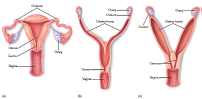 Figure 36.12 Observe the shapes of the uteri shown in the figure. Speculate on the number of offspring the individuals are able to carry at one time.  <div style=padding-top: 35px> 