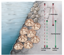 Figure 37.9 How would the niche change for Chthamalus if Semibalanus was removed from the community How would the niche change for Semibalanus if Chthamalus was removed from the community  <div style=padding-top: 35px> 