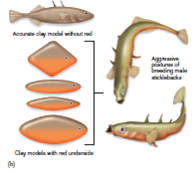 Figure 39.2 b What does the experiment illustrated here reveal about certain types of fixed or innate behaviors
