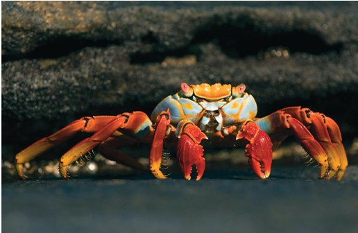 Do Crabs Eat Sensibly Many behavioral ecologists claim that animals exhibit so-called optimal foraging behavior. The idea is that because an animal's choice in seeking food involves a trade-offbetween the food's energy content and the cost of obtaining it, evolution should favor foraging behaviors that optimize the trade-off. While this all makes sense, it is not at all clear that this is what animals would actually do. This optimal foraging approach makes a key assumption, that maximizing the amount of energy acquired will lead to increased reproductive success. In some cases this is clearly true. As discussed earlier in this chapter, in ground squirrels, zebra finches, and orb-weaving spiders, researchers have found a direct relationship between net energy intake and the number of offspring raised successfully. However, animals have other needs besides energy, and sometimes these needs conflict. One obvious other need, important to many animals, is to avoid predators. It makes little sense for you to eat a little more food if doing so greatly increases the probability that you will yourself be eaten. Often the behavior that maximizes energy intake increases predation risk. A shore crab foraging for mussels on a beach exposes itself to predatory gulls and other shore birds with each foray. Thus the behavior that maximizes fitness may reflect a trade-off, obtaining the most energy with the least risk of being eaten. Not surprisingly, a wide variety of animals use a more cautious foraging behavior when predators are present-becoming less active and staying nearer to cover.     So what does a shore crab do To find out, an investigator looked to see if shore crabs in fact feed on those mussels which provide the most energy, as the theory predicts. He found that the mussels on the beach he studied come in a range of sizes, from small ones less than 10 mm in length that are easy for a crab to open but yield the least amount of energy, to large mussels over 30 mm in length that yield the most energy but also take considerably more energy to pry open. To obtain the most net energy, the optimal approach, described by the blue curve in the graph above, would be for shore crabs to feed primarily on intermediate-sized mussels about 22 mm in length. Is this in fact what shore crabs do To find out, the researcher carefully monitored the size of the mussels eaten each day by the beach's population of shore crabs. The results he obtained-the numbers of mussels of each size actually eaten-are presented in the red histogram above. Drawing Conclusions Do shore crabs tend to feed on those mussels that provide the most energy<div style=padding-top: 35px> 