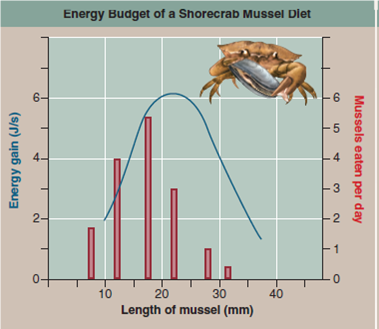 Do Crabs Eat Sensibly Many behavioral ecologists claim that animals exhibit so-called optimal foraging behavior. The idea is that because an animal's choice in seeking food involves a trade-offbetween the food's energy content and the cost of obtaining it, evolution should favor foraging behaviors that optimize the trade-off. While this all makes sense, it is not at all clear that this is what animals would actually do. This optimal foraging approach makes a key assumption, that maximizing the amount of energy acquired will lead to increased reproductive success. In some cases this is clearly true. As discussed earlier in this chapter, in ground squirrels, zebra finches, and orb-weaving spiders, researchers have found a direct relationship between net energy intake and the number of offspring raised successfully. However, animals have other needs besides energy, and sometimes these needs conflict. One obvious other need, important to many animals, is to avoid predators. It makes little sense for you to eat a little more food if doing so greatly increases the probability that you will yourself be eaten. Often the behavior that maximizes energy intake increases predation risk. A shore crab foraging for mussels on a beach exposes itself to predatory gulls and other shore birds with each foray. Thus the behavior that maximizes fitness may reflect a trade-off, obtaining the most energy with the least risk of being eaten. Not surprisingly, a wide variety of animals use a more cautious foraging behavior when predators are present-becoming less active and staying nearer to cover.     So what does a shore crab do To find out, an investigator looked to see if shore crabs in fact feed on those mussels which provide the most energy, as the theory predicts. He found that the mussels on the beach he studied come in a range of sizes, from small ones less than 10 mm in length that are easy for a crab to open but yield the least amount of energy, to large mussels over 30 mm in length that yield the most energy but also take considerably more energy to pry open. To obtain the most net energy, the optimal approach, described by the blue curve in the graph above, would be for shore crabs to feed primarily on intermediate-sized mussels about 22 mm in length. Is this in fact what shore crabs do To find out, the researcher carefully monitored the size of the mussels eaten each day by the beach's population of shore crabs. The results he obtained-the numbers of mussels of each size actually eaten-are presented in the red histogram above. Drawing Conclusions Do shore crabs tend to feed on those mussels that provide the most energy<div style=padding-top: 35px> 