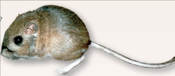 Does the Presence of One Species Limit the Population Size of Others?  Implicit in Darwin's theory of evolution is the idea that species in nature compete for limiting resources. Does this really happen? Some of the best evidence of competition between species comes from experimental field studies, studies conducted not in the laboratory but out in natural populations. By setting up experiments in which two species occur either alone or together, scientists can determine whether the presence of one species has a negative impact on the size of the population of the other species. The experiment discussed here concerns a variety of seed-eating rodents that occur in North American deserts. In 1988, researchers set up a series of 50-meter × 50-meter enclosures to investigate the effect of kangaroo rats on smaller seed-eating rodents. Kangaroo rats were removed from half of the enclosures but not from the other enclosures. The walls of all the enclosures had holes that allowed rodents to come and go, but in plots without kangaroo rats the holes were too small to allow the kangaroo rats to enter. The graph to the right displays data collected over the course of the next three years as researchers monitored the number of the smaller rodents present in the enclosures. To estimate the population sizes, researchers determined how many small rodents could be captured in a fixed interval. Data were collected for each enclosure immediately after the kangaroo rats were removed in 1988 and at three-month intervals thereafter. The graph presents the relative population size-that is, the total number of captures averaged over the number of enclosures (an average is the numerical mean value, calculated by adding a list of values and then dividing this sum by the number of items in the list. For example, if a total of 30 rats were captured from 3 enclosures, the average would be 10 rats). As you can see, the two kinds of enclosures do not contain the same number of small rodents.      Applying Concepts  a. Variable. In the graph, what is the dependent variable? b. Relative Magnitude. Which of the two kinds of enclosures maintains the highest population of small rodents? Does it have kangaroo rats or have they been removed?