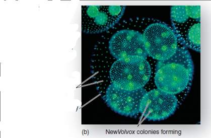 Does the Presence of One Species Limit the Population Size of Others?  Implicit in Darwin's theory of evolution is the idea that species in nature compete for limiting resources. Does this really happen? Some of the best evidence of competition between species comes from experimental field studies, studies conducted not in the laboratory but out in natural populations. By setting up experiments in which two species occur either alone or together, scientists can determine whether the presence of one species has a negative impact on the size of the population of the other species. The experiment discussed here concerns a variety of seed-eating rodents that occur in North American deserts. In 1988, researchers set up a series of 50-meter × 50-meter enclosures to investigate the effect of kangaroo rats on smaller seed-eating rodents. Kangaroo rats were removed from half of the enclosures but not from the other enclosures. The walls of all the enclosures had holes that allowed rodents to come and go, but in plots without kangaroo rats the holes were too small to allow the kangaroo rats to enter. The graph to the right displays data collected over the course of the next three years as researchers monitored the number of the smaller rodents present in the enclosures. To estimate the population sizes, researchers determined how many small rodents could be captured in a fixed interval. Data were collected for each enclosure immediately after the kangaroo rats were removed in 1988 and at three-month intervals thereafter. The graph presents the relative population size-that is, the total number of captures averaged over the number of enclosures (an average is the numerical mean value, calculated by adding a list of values and then dividing this sum by the number of items in the list. For example, if a total of 30 rats were captured from 3 enclosures, the average would be 10 rats). As you can see, the two kinds of enclosures do not contain the same number of small rodents.      Interpreting Data  a. What is the average number of small rodents in each of the two plots immediately after kangaroo rats were removed? after one year? after two? b. At what point is the difference between the two kinds of enclosures the greatest?