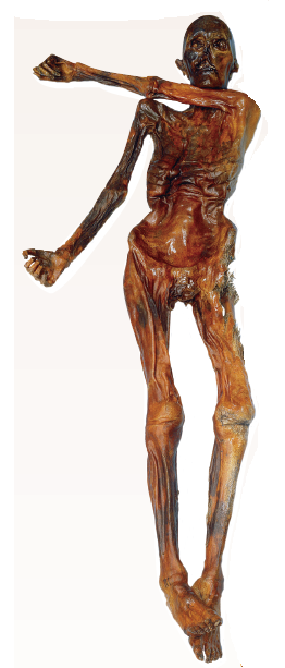 Using Radioactive Decay to Date the Iceman  In the fall of 1991, sticking out of the melting snow on the crest of a high pass near the mountainous border between Italy and Austria, two Austrian hikers found a corpse. Right away it was clear the body was very old, frozen in an icy trench where he had sought shelter long ago and only now released as the ice melted. In the years since this startling find, scientists have learned a great deal about the dead man, who they named Ötzi. They know his age, his health, the shoes and clothing he wore, what he ate, and that he died from an arrow that ripped through his back. Its tip is still embedded in the back of his left shoulder. From the distribution of chemicals in his teeth and bones, we know he lived his life within 60 kilometers of where he died. How long ago did this Iceman die? Scientists answered this key question by measuring the degree of decay of the short-lived carbon isotope 14 C in Ötzi's body. This procedure is discussed earlier in this chapter (see figure 3.8). The graph to the right displays the radioactive decay curve of the carbon isotope carbon-14 ( 14 C); it takes 5,730 years for half of the 14C present in a sample to decay to nitrogen-14 ( 14 N). When Ötzi's carbon isotopes were analyzed, researchers determined that the ratio of 14 C to 12 C (a ratio is the size of one variable relative to another), also written as the fraction 14 C/ 12 C, in Ötzi's body is 0.435 of the fraction found in tissues of a person who has recently died.      Figure 3.8    Figure 3.8 Radioactive isotope dating. This diagram illustrates radioactive dating using carbon-14, a short-lived isotope. Applying Concepts  a. Variable. In the graph, what is the dependent variable? b. Proportion. What proportion (a proportion is the size of a variable relative to the whole) of the 14 C present in Ötzi's body when he died is still there today?