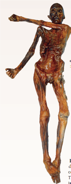 Using Radioactive Decay to Date the Iceman  In the fall of 1991, sticking out of the melting snow on the crest of a high pass near the mountainous border between Italy and Austria, two Austrian hikers found a corpse. Right away it was clear the body was very old, frozen in an icy trench where he had sought shelter long ago and only now released as the ice melted. In the years since this startling find, scientists have learned a great deal about the dead man, whom they named Ötzi. They know his age, his health, the shoes and clothing he wore, what he ate, and that he died from an arrow that ripped through his back. Its tip is still embedded in the back of his left shoulder. From the distribution of chemicals in his teeth and bones, we know he lived his life within 60 kilometers of where he died. How long ago did this iceman die? Scientists answered this key question by measuring the degree of decay of the short-lived carbon isotope 14 C in Ötzi's body. This procedure is discussed earlier in this chapter (see figure 2.8). The graph to the right displays the radioactive decay curve of the carbon isotope carbon-14 ( 14 C); it takes 5,730 years for half of the 14 C present in a sample to decay to nitrogen-14 ( 14 N). When Ötzi's carbon isotopes were analyzed, researchers determined that the ratio of 14 C to 12 C (a ratio is the size of one variable relative to another), also written as the fraction 14 C/ 12 C, in Ötzi's body is 0.435 of the fraction found in tissues of a person who has recently died.      Further Analysis  a. The radioactive iodine isotope 131 I decays at a half-life of eight days. Plotted on the graph above, would its radioactive decay curve be above or below that of 14 C? b. scientists often employ the radioactive decay of isotope potassium-40 ( 40 K) into argon-40 ( 40 Ar) to date old material. 40 K has a half-life of 1.3 billion years. Would it be a better isotope than 14 C for dating Ötzi? Figure 2.8 Radioactive isotope dating.  This diagram illustrates radioactive dating using carbon-14, a short-lived isotope.  