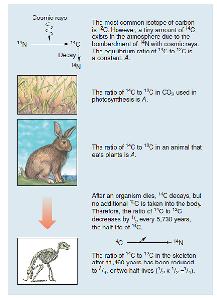 Using Radioactive Decay to Date the Iceman  In the fall of 1991, sticking out of the melting snow on the crest of a high pass near the mountainous border between Italy and Austria, two Austrian hikers found a corpse. Right away it was clear the body was very old, frozen in an icy trench where he had sought shelter long ago and only now released as the ice melted. In the years since this startling find, scientists have learned a great deal about the dead man, whom they named Ötzi. They know his age, his health, the shoes and clothing he wore, what he ate, and that he died from an arrow that ripped through his back. Its tip is still embedded in the back of his left shoulder. From the distribution of chemicals in his teeth and bones, we know he lived his life within 60 kilometers of where he died. How long ago did this iceman die? Scientists answered this key question by measuring the degree of decay of the short-lived carbon isotope 14 C in Ötzi's body. This procedure is discussed earlier in this chapter (see figure 2.8). The graph to the right displays the radioactive decay curve of the carbon isotope carbon-14 ( 14 C); it takes 5,730 years for half of the 14 C present in a sample to decay to nitrogen-14 ( 14 N). When Ötzi's carbon isotopes were analyzed, researchers determined that the ratio of 14 C to 12 C (a ratio is the size of one variable relative to another), also written as the fraction 14 C/ 12 C, in Ötzi's body is 0.435 of the fraction found in tissues of a person who has recently died.      Further Analysis  a. The radioactive iodine isotope 131 I decays at a half-life of eight days. Plotted on the graph above, would its radioactive decay curve be above or below that of 14 C? b. scientists often employ the radioactive decay of isotope potassium-40 ( 40 K) into argon-40 ( 40 Ar) to date old material. 40 K has a half-life of 1.3 billion years. Would it be a better isotope than 14 C for dating Ötzi? Figure 2.8 Radioactive isotope dating.  This diagram illustrates radioactive dating using carbon-14, a short-lived isotope.  