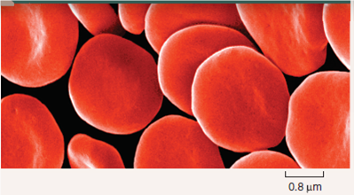 How Does pH Affect a Protein's Function?  The red blood cells you see to the right carry oxygen to all parts of your body. These cells are red because they are chock full of a large iron-rich protein called hemoglobin. The iron atoms in each hemoglobin molecule provide a place for oxygen gas molecules to stick to the protein. When oxygen levels are highest (in the lungs), oxygen atoms bind to hemoglobin tightly, and a large percent of the hemoglobin molecules in a cell possess bound oxygen atoms. When oxygen levels are lower (in the tissues of the body), hemoglobin doesn't bind oxygen atoms as tightly, and as a consequence hemoglobin releases its oxygen to the tissues. What causes this difference between lungs and tissues in how hemoglobin loads and unloads oxygen? oxygen concentration is not the only factor that might be responsible. Blood pH, for example, also differs between lungs and body tissues ( pH is a measure of how many h+ ions a solution contains). Tissues are slightly more acid (that is, they have more h+ ions and a lower ph) because their metabolic activities release cO<sub>2</sub> into the blood, which you will recall from chapter 2, quickly becomes converted to carbonic acid. The graph to the right displays so-called oxygen loading curves that reveal the effectiveness with which hemoglobin binds oxygen. The more effective the binding, the less oxygen required before hemoglobin becomes fully loaded and the farther to the left a loading curve is shifted. To assess the impact of ph on this process, O<sub>2</sub> loading curves were carried out at three different blood ph values. In the graph, oxygen levels in the blood are presented on the x axis, and for each data point the corresponding % hemoglobin saturation (a %, or percent, is the numerator [top part] of a fraction whose denominator [bottom part] is 100-in this case, a measure of the fraction of the hemoglobin that is bound to oxygen) is presented on the y axis. The oxygen-loading curve was repeated at ph values of 7.6, 7.4, and 7.2, corresponding to the blood ph that might be expected in resting, exercising, and very active muscle tissue, respectively.      Making Inferences At an oxygen level of 40 mm Hg, would hemoglobin bind oxygen more tightly at a pH of 7.8 or 7.0?