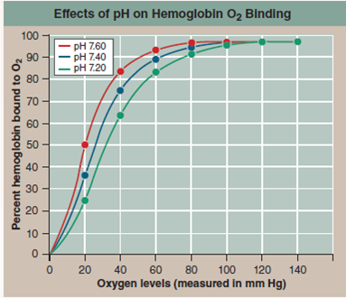 How Does pH Affect a Protein's Function?  The red blood cells you see to the right carry oxygen to all parts of your body. These cells are red because they are chock full of a large iron-rich protein called hemoglobin. The iron atoms in each hemoglobin molecule provide a place for oxygen gas molecules to stick to the protein. When oxygen levels are highest (in the lungs), oxygen atoms bind to hemoglobin tightly, and a large percent of the hemoglobin molecules in a cell possess bound oxygen atoms. When oxygen levels are lower (in the tissues of the body), hemoglobin doesn't bind oxygen atoms as tightly, and as a consequence hemoglobin releases its oxygen to the tissues. What causes this difference between lungs and tissues in how hemoglobin loads and unloads oxygen? oxygen concentration is not the only factor that might be responsible. Blood pH, for example, also differs between lungs and body tissues ( pH is a measure of how many h+ ions a solution contains). Tissues are slightly more acid (that is, they have more h+ ions and a lower ph) because their metabolic activities release cO<sub>2</sub> into the blood, which you will recall from chapter 2, quickly becomes converted to carbonic acid. The graph to the right displays so-called oxygen loading curves that reveal the effectiveness with which hemoglobin binds oxygen. The more effective the binding, the less oxygen required before hemoglobin becomes fully loaded and the farther to the left a loading curve is shifted. To assess the impact of ph on this process, O<sub>2</sub> loading curves were carried out at three different blood ph values. In the graph, oxygen levels in the blood are presented on the x axis, and for each data point the corresponding % hemoglobin saturation (a %, or percent, is the numerator [top part] of a fraction whose denominator [bottom part] is 100-in this case, a measure of the fraction of the hemoglobin that is bound to oxygen) is presented on the y axis. The oxygen-loading curve was repeated at ph values of 7.6, 7.4, and 7.2, corresponding to the blood ph that might be expected in resting, exercising, and very active muscle tissue, respectively.      Making Inferences At an oxygen level of 40 mm Hg, would hemoglobin bind oxygen more tightly at a pH of 7.8 or 7.0?