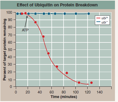 Why Does a Cell's Disposal of Damaged Proteins Consume Energy?  Much of modern biology is devoted to learning how cells build things-how the information encoded in DNA is used by cells to manufacture the proteins that make us what we are. The Nobel Prize in chemistry was awarded iN<sub>2</sub>004 to researchers for their discovery of how the opposite, less glamorous process works: how cells break down and recycle proteins that are damaged or have outlived their usefulness. It turns out that a cell's recycling of proteins is much more than just taking out the trash. particular proteins are removed, often quite quickly, and cells use such targeted removals to control a lot of their activities, timing when a cell carries out particular functions, when it divides, and even when it dies. Of the 25,000 genes in your DNA, about 1,000 take part in this protein recycling system. Our understanding of how this system works begins with a puzzle first noted in the 1950s. Most enzymes that break down proteins, including those that digest food, do not need energy to work. But a cell's recycling of its own proteins does consume energy. Researchers had no idea why energy was needed. The answer to this puzzle came from an unexpected direction. In 1975 scientists discovered a small protein in calves' brains consisting of just 76 amino acids. Soon they realized that exactly the same protein is found in all eukaryotes, from yeasts to humans. They called this ubiquitous (found everywhere) protein ubiquitin.  In the early 1980s, researchers worked out that ubiquitin was a label that the cell attaches to proteins to mark them for destruction, a sort of molecular kiss of death. the process of attaching ubiquitin takes energy, solving the puzzle of why protein recycling requires energy. The tagged proteins are taken to a barrel-shaped chamber in the cell's cytoplasm called a Proteasome, which slices the proteins into bits that are then recycled by the cell into new protein. The graph above displays the sort of protein recycling experiment that revealed ubiquitin's key role. The experiment monitors levels of a particular protein involved in cell division (the target protein) within human cells growing in culture in a laboratory flask. Two cultures are monitored in side-by-side experiments: In the culture indicated by red dots, cells contain functional copies of the ubiquitin gene ( ubi + ); in the culture indicated by blue dots, the ubiquitin gene has been deleted from the DNA ( ubi - ). After 20 minutes, energy in the form of ATP is made available to the growing cells, which until then had been energy-starved.      Applying Concepts  a. Variable. In the graph, what is the dependent variable? b. Concentration. After 100 minutes, which of the two cultures represents the higher concentration of target protein?