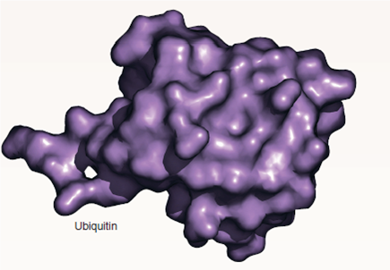 Why Does a Cell's Disposal of Damaged Proteins Consume Energy?  Much of modern biology is devoted to learning how cells build things-how the information encoded in DNA is used by cells to manufacture the proteins that make us what we are. The Nobel Prize in chemistry was awarded iN<sub>2</sub>004 to researchers for their discovery of how the opposite, less glamorous process works: how cells break down and recycle proteins that are damaged or have outlived their usefulness. It turns out that a cell's recycling of proteins is much more than just taking out the trash. particular proteins are removed, often quite quickly, and cells use such targeted removals to control a lot of their activities, timing when a cell carries out particular functions, when it divides, and even when it dies. Of the 25,000 genes in your DNA, about 1,000 take part in this protein recycling system. Our understanding of how this system works begins with a puzzle first noted in the 1950s. Most enzymes that break down proteins, including those that digest food, do not need energy to work. But a cell's recycling of its own proteins does consume energy. Researchers had no idea why energy was needed. The answer to this puzzle came from an unexpected direction. In 1975 scientists discovered a small protein in calves' brains consisting of just 76 amino acids. Soon they realized that exactly the same protein is found in all eukaryotes, from yeasts to humans. They called this ubiquitous (found everywhere) protein ubiquitin.  In the early 1980s, researchers worked out that ubiquitin was a label that the cell attaches to proteins to mark them for destruction, a sort of molecular kiss of death. the process of attaching ubiquitin takes energy, solving the puzzle of why protein recycling requires energy. The tagged proteins are taken to a barrel-shaped chamber in the cell's cytoplasm called a Proteasome, which slices the proteins into bits that are then recycled by the cell into new protein. The graph above displays the sort of protein recycling experiment that revealed ubiquitin's key role. The experiment monitors levels of a particular protein involved in cell division (the target protein) within human cells growing in culture in a laboratory flask. Two cultures are monitored in side-by-side experiments: In the culture indicated by red dots, cells contain functional copies of the ubiquitin gene ( ubi + ); in the culture indicated by blue dots, the ubiquitin gene has been deleted from the DNA ( ubi - ). After 20 minutes, energy in the form of ATP is made available to the growing cells, which until then had been energy-starved.      Applying Concepts  a. Variable. In the graph, what is the dependent variable? b. Concentration. After 100 minutes, which of the two cultures represents the higher concentration of target protein?
