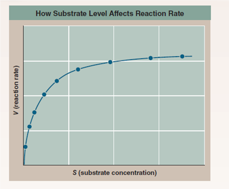 Do Enzymes Physically Attach to Their Substrates?  When scientists first began to examine the chemical activities of organisms, no one knew that biochemical reactions were catalyzed by enzymes. The first enzyme was discovered in 1833 by French chemist Anselme Payen. He was studying how beer is made from barley: First barley is pressed and gently heated so its starches break down into simple two-sugar units; then yeasts convert these units into ethanol. Payen found that the initial breakdown requires a chemical factor that is not alive and that does not seem to be used up during the process-a catalyst. He called this first enzyme diastase (we call it amylase today). Did this catalyst operate at a distance, increasing the reaction rate all around it, much as raising the temperature of nearby molecules might do? or did it operate in physical contact, actually attaching to the molecules whose reaction it catalyzed (its substrate)? The answer was discovered in 1903 by French chemist Victor Henri. He saw that the hypothesis that an enzyme physically binds to its substrate makes a clear and testable prediction: in a solution of substrate and enzyme, there must be a maximum reaction rate, faster than which the reaction cannot proceed. When all the enzyme molecules are working full tilt, the reaction simply cannot go any faster, no matter how much more substrate you add to the solution. To test this prediction, Henri carried out the experiment whose results you see in the graph, measuring the reaction rate ( V ) of diastase at different substrate concentrations ( S ).        Further Analysis If the smaller amounts by which V increases are strictly the result of fewer unoccupied enzymes being available at higher values of S, then the curve in Henri's experiment should show a pure exponential decline in V -mathematically, meaning a reciprocal plot (1/ V versus 1/ S ) should be a straight line. If some other factor is also at work that reacts differently to substrate concentration, then the reciprocal plot would curve upward or downward. Fill in the reciprocal values in the table to the right, and then plot the values on the lower graph (1/ S on the x axis and 1/ V on the y axis). Is a reciprocal plot of Henri's data a straight line?