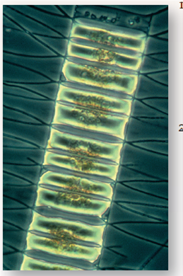 Does Iron Limit the Growth of Ocean Phytoplankton? Phytoplankton are microscopic organisms that live in the oceans, carrying out much of the earth's photosynthesis. The photo below is of Chaetoceros, a phytoplankton. Decades ago, scientists noticed dead zones in the ocean where little photosynthesis occurred. Looking more closely, they found that Phytoplankton collected from these waters are not able to efficiently fix CO<sub>2</sub> into carbohydrates. In an attempt to understand why not, the scientists hypothesized that lack of iron (needed by the ETS) was the problem and predicted that fertilizing these ocean waters with iron could trigger an explosively rapid growth of phytoplankton. To test this idea, they carried out a field experiment, seeding large areas of phytoplankton-poor ocean waters with iron crystals to see if this triggered phytoplankton growth. Other similarly phytoplankton-poor areas of ocean were not seeded with iron and served as controls. In one such experiment, the results of which are presented in the graph to the right, a 72-km <sup>2</sup> grid of phytoplankton-deficient ocean water was seeded with iron crystals and a tracer substance in three successive treatments, indicated with arrows on the x axis of the graph (on days 0, 3, and 7). The multiple seedings were carried out to reduce the effect of the iron crystals dissipating over time. A smaller control grid, 24 km <sup>2</sup> , was seeded with just the tracer substance. To assess the numbers of phytoplankton organisms carrying out photosynthesis in the ocean water, investigators did not actually count organisms. Instead, they estimated the amount of chlorophyll a in water samples as an easier-to-measure index. An index is a parameter that accurately reflects the quantity of another less-easily-measured parameter. In this instance, the level of chlorophyll a , easily measured by monitoring the wavelengths of light absorbed by a liquid sample, is a suitable index of phytoplankton, as this pigment is found nowhere else in the ocean other than within phytoplankton. Chlorophyll a measurements were made periodically on both test and control grids for 14 days. The results are plotted on the graph. Red points indicate chlorophyll a concentrations in iron-seeded waters; blue points indicate chlorophyll a levels in the control grid waters that were not seeded.     Drawing Conclusions Do these results support the claim that lack of iron is limiting the growth of phytoplankton, and thus of photosynthesis, in certain areas of the oceans?<div style=padding-top: 35px> 