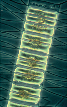 Does Iron Limit the Growth of Ocean Phytoplankton? Phytoplankton are microscopic organisms that live in the oceans, carrying out much of the earth's photosynthesis. The photo below is of Chaetoceros, a phytoplankton. Decades ago, scientists noticed dead zones in the ocean where little photosynthesis occurred. Looking more closely, they found that phytoplankton collected from these waters are not able to efficiently fix CO<sub>2</sub> into carbohydrates. In an attempt to understand why not, the scientists hypothesized that lack of iron (needed by the ETS) was the problem, and predicted that fertilizing these ocean waters with iron could trigger an explosively rapid growth of phytoplankton. To test this idea, they carried out a field experiment, seeding large areas of phytoplankton-poor ocean waters with iron crystals to see if this triggered phytoplankton growth. Other similarly phytoplanktonpoor areas of ocean were not seeded with iron and served as controls. In one such experiment, the results of which are presented in the graph to the right, a 72-km <sup>2</sup> grid of phytoplankton-deficient ocean water was seeded with iron crystals and a tracer substance in three successive treatments, indicated with arrows on the x axis of the graph (on days 0, 3, and 7). The multiple seedings were carried out to reduce the effect of the iron crystals dissipating over time. A smaller control grid, 24 km <sup>2</sup> , was seeded with just the tracer substance. To assess the numbers of phytoplankton organisms carrying out photosynthesis in the ocean water, investigators did not actually count organisms. Instead, they estimated the amount of chlorophyll a in water samples as an easier-to-measure index. An index is a parameter that accurately reflects the quantity of another less-easily-measured parameter. In this instance, the level of chlorophyll a , easily measured by monitoring the wavelengths of light absorbed by a liquid sample, is a suitable index of phytoplankton, as this pigment is found nowhere else in the ocean other than within phytoplankton. Chlorophyll a measurements were made periodically on both test and control grids for 14 days. The results are plotted on the graph. Red points indicate chlorophyll a concentrations in iron-seeded waters; blue points indicate chlorophyll a levels in the control grid waters that were not seeded.     Further Analysis Based on this experiment, what would be a potential drawback of using this method of seeding with iron to increase levels of ocean photosynthesis?<div style=padding-top: 35px> 