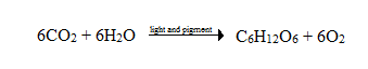 In this question, we discuss photosynthesis. Nutrient acquisition is only one side of the equation. Those nutrients have to come from somewhere, and most organisms are not capable of producing their own; only autotrophs are capable of achieving this feat. Autotrophic organisms produce sugars from carbon dioxide and water through a process we call photosynthesis. The generalized reaction of photosynthesis is as follows:   This reaction is the opposite of oxidative phosphorylation, where glucose is broken down into carbon dioxide and water to release energy. Photosynthesis occurs in two parts - the light-dependent reactions which generate electron carriers and ATP from sunlight and water, and the light-independent reactions which generate glucose from carbon dioxide using the electron carriers and ATP from the light-dependent reactions. The energy captured from sunlight into glucose in this process serves as the basic level of energy for almost all life on Earth. Photosynthetic plants are the base of food webs for terrestrial animals, while photosynthetic algae are the base of aquatic food webs. a) Option C is correct - this is the proper term. Option A is incorrect - respiration is the process of breaking down sugars into energy. Option B is incorrect - this is part of respiration. Option D is incorrect - this is a simple breakdown process for sugar completed by many bacteria. b) Option C is correct - this energy and the generated electrons will be used for the light-independent reactions. Option A is incorrect - this is the end product of photosynthesis as a whole. Option B is incorrect - carbon dioxide is a reactant in this system. Option D is incorrect - light energy is a reactant in this system. c) Option C is correct - these cells are beneath the epidermis of the leaf. Option A is incorrect - the epidermis is protective; the mesophyll cells are beneath it. Option B is incorrect - the cuticle is a wax on top of the epidermis. Option D is incorrect - chloroplasts are within the mesophyll.