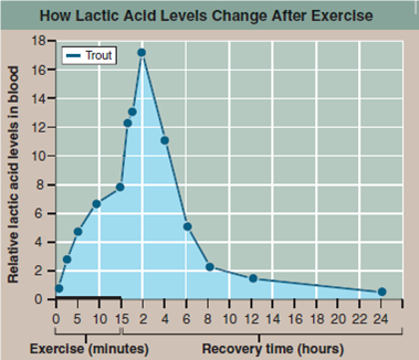 How Do Swimming Fish Avoid Low Blood pH? Animals that live in oxygen-poor environments, like worms living in the oxygen-free mud at the bottom of lakes, are not able to obtain the energy required for muscle movement from the Krebs cycle. Their cells lack the oxygen needed to accept the electrons stripped from food molecules. Instead, these animals rely on glycolysis to obtain ATP, donating the electron to pyruvate, forming lactic acid. While much less efficient than the Krebs cycle, glycolysis does not require oxygen. Even when oxygen is plentiful, the muscles of an active animal may use up oxygen more quickly than it can be supplied by the bloodstream and so be forced to temporarily rely on glycolysis to generate the ATP for continued contraction. This presents a particular problem for fish. Fish blood is much lower in carbon dioxide than yours is, and as a consequence, the amount of sodium bicarbonate acting as a buffer in fish blood is also quite low. Now imagine you are a trout, and need to suddenly swim very fast to catch a mayfly for dinner. The vigorous swimming will cause your muscles to release large amounts of lactic acid into your poorly-buffered blood; this could severely disturb the blood's acid-base balance and so impede contraction of your swimming muscles before the prey is captured. The graph to the right presents the results of an experiment designed to explore how a trout solves this dilemma. In the experiment, the trout was made to swim vigorously for 15 minutes in a laboratory tank, and then allowed a day's recovery. The lactic acid concentration in its blood was monitored periodically during swimming and recovery phases.     Interpreting Data a. What is the effect of exercise on the level of lactic acid in the trout's blood? b. Does the level of lactic acid change after exercise stops? How?<div style=padding-top: 35px> 