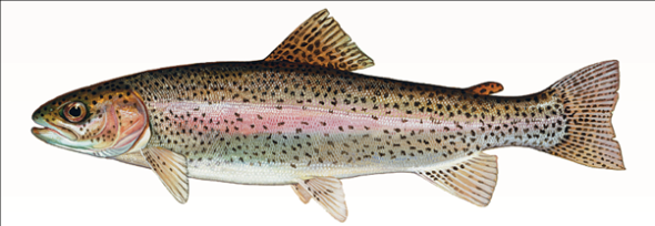 How Do Swimming Fish Avoid Low Blood pH? Animals that live in oxygen-poor environments, like worms living in the oxygen-free mud at the bottom of lakes, are not able to obtain the energy required for muscle movement from the Krebs cycle. Their cells lack the oxygen needed to accept the electrons stripped from food molecules. Instead, these animals rely on glycolysis to obtain ATP, donating the electron to pyruvate, forming lactic acid. While much less efficient than the Krebs cycle, glycolysis does not require oxygen. Even when oxygen is plentiful, the muscles of an active animal may use up oxygen more quickly than it can be supplied by the bloodstream and so be forced to temporarily rely on glycolysis to generate the ATP for continued contraction. This presents a particular problem for fish. Fish blood is much lower in carbon dioxide than yours is, and as a consequence, the amount of sodium bicarbonate acting as a buffer in fish blood is also quite low. Now imagine you are a trout and need to suddenly swim very fast to catch a mayfly for dinner. The vigorous swimming will cause your muscles to release large amounts of lactic acid into your poorly buffered blood; this could severely disturb the blood's acid-base balance and so impede contraction of your swimming muscles before the prey is captured. The graph to the right presents the results of an experiment designed to explore how a trout solves this dilemma. In the experiment, the trout was made to swim vigorously for 15 minutes in a laboratory tank and then allowed a day's recovery. The lactic acid concentration in its blood was monitored periodically during swimming and recovery phases.     Making Inferences About how much of the total lactic acid created by vigorous swimming is released after this exercise stops? [Hint: notice the x axis scale changes from minutes to hours, so replot all points to minutes and compare areas under curve.]<div style=padding-top: 35px> 