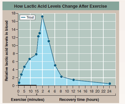 How Do Swimming Fish Avoid Low Blood pH? Animals that live in oxygen-poor environments, like worms living in the oxygen-free mud at the bottom of lakes, are not able to obtain the energy required for muscle movement from the Krebs cycle. Their cells lack the oxygen needed to accept the electrons stripped from food molecules. Instead, these animals rely on glycolysis to obtain ATP, donating the electron to pyruvate, forming lactic acid. While much less efficient than the Krebs cycle, glycolysis does not require oxygen. Even when oxygen is plentiful, the muscles of an active animal may use up oxygen more quickly than it can be supplied by the bloodstream and so be forced to temporarily rely on glycolysis to generate the ATP for continued contraction. This presents a particular problem for fish. Fish blood is much lower in carbon dioxide than yours is, and as a consequence, the amount of sodium bicarbonate acting as a buffer in fish blood is also quite low. Now imagine you are a trout and need to suddenly swim very fast to catch a mayfly for dinner. The vigorous swimming will cause your muscles to release large amounts of lactic acid into your poorly buffered blood; this could severely disturb the blood's acid-base balance and so impede contraction of your swimming muscles before the prey is captured. The graph to the right presents the results of an experiment designed to explore how a trout solves this dilemma. In the experiment, the trout was made to swim vigorously for 15 minutes in a laboratory tank and then allowed a day's recovery. The lactic acid concentration in its blood was monitored periodically during swimming and recovery phases.     Making Inferences About how much of the total lactic acid created by vigorous swimming is released after this exercise stops? [Hint: notice the x axis scale changes from minutes to hours, so replot all points to minutes and compare areas under curve.]<div style=padding-top: 35px> 