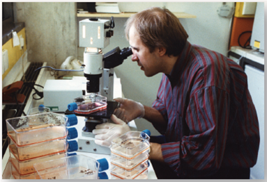 Why Do Human Cells Age?  Human cells appear to have built-in life spans. As you learned in this chapter, cell biologist Leonard Hayflick reported in 1961 the startling result that skin cells growing in tissue culture, such as those growing in culture flasks in the photo below, will divide only a certain number of times. After about 50 population doublings, cell division stops (a doubling is a round of cell division producing two daughter cells for each dividing cell; for example, going from a population of 30 cells tO<sub>6</sub>0 cells). If a cell sample is taken after 20 doublings and frozen, when thawed, it resumes growth for 30 more doublings and then stops. An explanation of the Hayflick limit was suggested in 1978, when researchers first glimpsed an extra length of DNA at the end of chromosomes. Dubbed telomeres, these lengths proved to be composed of the simple DNA sequence TTAGGG, repeated nearly a thousand times. Importantly, telomeres were found to be substantially shorter in the cells of older body tissues. This led to the hypothesis that a run of some 16 TTAGGGs was where the DNA replicating enzyme, called polymerase, first sat down on the DNA (16 TTAGGGs being the size of the enzyme's footprint), and because of being its docking spot, the polymerase was unable to copy that bit. Thus, a 100-base portion of the telomere was lost by a chromosome during each doubling as DNA replicated. Eventually, after some 50 doubling cycles, each with a round of DNA replication, the telomere would be used up and there would be no place for the DNA replication enzyme to sit. The cell line would then enter senescence, no longer able to proliferate. This hypothesis was tested in 1998. Using genetic engineering, researchers transferred into newly established human cell cultures a gene that leads to expression of an enzyme called telomerase that all cells possess but no body cell uses. This enzyme adds TTAGGG sequences back to the end of telomeres, in effect rebuilding the lost portions of the telomere. Laboratory cultures of cell lines with (telomerase plus) and without (normal) this gene were then monitored for many generations. The graph above displays the results.      Interpreting Data  a. After how many doublings do the normal cells cease to divide? Is this consistent with the telomerase hypothesis? b. After how many doublings do the telomerase plus cells cease to divide in this experiment?