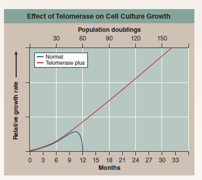 Why Do Human Cells Age?  Human cells appear to have built-in life spans. As you learned in this chapter, cell biologist Leonard Hayflick reported in 1961 the startling result that skin cells growing in tissue culture, such as those growing in culture flasks in the photo below, will divide only a certain number of times. After about 50 population doublings, cell division stops (a doubling is a round of cell division producing two daughter cells for each dividing cell; for example, going from a population of 30 cells tO<sub>6</sub>0 cells). If a cell sample is taken after 20 doublings and frozen, when thawed, it resumes growth for 30 more doublings and then stops. An explanation of the Hayflick limit was suggested in 1978, when researchers first glimpsed an extra length of DNA at the end of chromosomes. Dubbed telomeres, these lengths proved to be composed of the simple DNA sequence TTAGGG, repeated nearly a thousand times. Importantly, telomeres were found to be substantially shorter in the cells of older body tissues. This led to the hypothesis that a run of some 16 TTAGGGs was where the DNA replicating enzyme, called polymerase, first sat down on the DNA (16 TTAGGGs being the size of the enzyme's footprint), and because of being its docking spot, the polymerase was unable to copy that bit. Thus, a 100-base portion of the telomere was lost by a chromosome during each doubling as DNA replicated. Eventually, after some 50 doubling cycles, each with a round of DNA replication, the telomere would be used up and there would be no place for the DNA replication enzyme to sit. The cell line would then enter senescence, no longer able to proliferate. This hypothesis was tested in 1998. Using genetic engineering, researchers transferred into newly established human cell cultures a gene that leads to expression of an enzyme called telomerase that all cells possess but no body cell uses. This enzyme adds TTAGGG sequences back to the end of telomeres, in effect rebuilding the lost portions of the telomere. Laboratory cultures of cell lines with (telomerase plus) and without (normal) this gene were then monitored for many generations. The graph above displays the results.      Drawing Conclusions How does the addition of the telomerase gene affect the senescence of skin cells growing in culture? Does this result confirm the telomerase hypothesis this experiment had set out to test?
