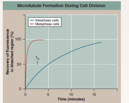 Are New Microtubules Made When the Spindle Forms? During interphase, before the beginning of meiosis, relatively few long microtubules extend from the centrosome (a zone around the centrioles of animal cells where microtubules are organized) to the cell periphery. Like most microtubules, these are refreshed at a low rate with resynthesis. Late in prophase, however, a dramatic change is seen-the centrosome divides into two, and a large increase is seen in the number of microtubules radiating from each of the two daughter centrosomes. The two clusters of new microtubules are easily seen as the green fibers connecting to the two sets of purple chromosomes in the micrograph of early prophase below (a micrograph is a photo taken through a microscope). This burst of microtubule assembly marks the beginning of the formation of the spindle characteristic of prophase and metaphase. When it first became known to cell biologists, they asked whether these were existing microtubules being repositioned in the spindle or newly synthesized microtubules only produced just before metaphase begins. The graph to the upper right displays the results of an experiment designed to answer this question. Mammalian cells in culture (cells in culture are growing in the laboratory on artificial medium) were injected with microtubule subunits (tubulin) to which a fluorescent dye had been attached (a fluorescent dye is one that glows when exposed to ultraviolet or short-wavelength visual light). After the fluorescent subunits had become incorporated into the cells's microtubules, all the fluorescence in a small region of a cell was bleached by an intense laser beam, destroying the microtubules there. Any subsequent rebuilding of microtubules in the bleached region would have to employ the fluorescent subunits present in the cell, causing recovery of fluorescence in the bleached region. The graph reports this recovery as a function of time for interphase and metaphase cells. The dotted line represents the time for 50% recovery of fluorescence (t 1/2 ) (that is, t 1/2 is the time required for half of the microtubules in the region to be resynthesized).     Interpreting Data Is there a difference in the rate at which microtubules are synthesized during interphase and metaphase? How big is the difference? What might account for it?<div style=padding-top: 35px> 