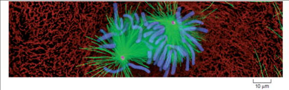 Are New Microtubules Made When the Spindle Forms? During interphase, before the beginning of meiosis, relatively few long microtubules extend from the centrosome (a zone around the centrioles of animal cells where microtubules are organized) to the cell periphery. Like most microtubules, these are refreshed at a low rate with resynthesis. Late in prophase, however, a dramatic change is seen-the centrosome divides into two, and a large increase is seen in the number of microtubules radiating from each of the two daughter centrosomes. The two clusters of new microtubules are easily seen as the green fibers connecting to the two sets of purple chromosomes in the micrograph of early prophase below (a micrograph is a photo taken through a microscope). This burst of microtubule assembly marks the beginning of the formation of the spindle characteristic of prophase and metaphase. When it first became known to cell biologists, they asked whether these were existing microtubules being repositioned in the spindle or newly synthesized microtubules only produced just before metaphase begins. The graph to the upper right displays the results of an experiment designed to answer this question. Mammalian cells in culture (cells in culture are growing in the laboratory on artificial medium) were injected with microtubule subunits (tubulin) to which a fluorescent dye had been attached (a fluorescent dye is one that glows when exposed to ultraviolet or short-wavelength visual light). After the fluorescent subunits had become incorporated into the cells's microtubules, all the fluorescence in a small region of a cell was bleached by an intense laser beam, destroying the microtubules there. Any subsequent rebuilding of microtubules in the bleached region would have to employ the fluorescent subunits present in the cell, causing recovery of fluorescence in the bleached region. The graph reports this recovery as a function of time for interphase and metaphase cells. The dotted line represents the time for 50% recovery of fluorescence (t 1/2 ) (that is, t 1/2 is the time required for half of the microtubules in the region to be resynthesized).     Making Inferences a. What general statement can be made regarding the relative rates of microtubule production before and during meiosis? b. is there any difference in the final amount of microtubule synthesis that would occur if this experiment were to be continued for an additional 15 minutes?<div style=padding-top: 35px> 