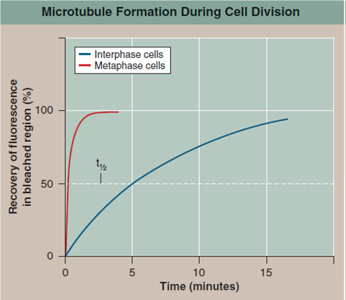 Are New Microtubules Made When the Spindle Forms? During interphase, before the beginning of meiosis, a relatively few long microtubules extend from the centrosome (a zone around the centrioles of animal cells where microtubules are organized) to the cell periphery. Like most microtubules, these are refreshed at a low rate with resynthesis. Late in prophase, however, a dramatic change is seen-the centrosome divides into two, and a large increase is seen in the number of microtubules radiating from each of the two daughter centrosomes. The two clusters of new microtubules are easily seen as the green fibers connecting to the two sets of purple daughter chromosomes in the micrograph of early prophase below (a micrograph is a photo taken through a microscope). This burst of microtubule assembly marks the beginning of the formation of the spindle characteristic of metaphase. When it first became known to cell biologists, they asked whether these were existing microtubules being repositioned in the spindle, or newly synthesized microtubules only produced just before metaphase begins. The graph to the upper right displays the results of an experiment designed to answer this question. Mammalian cells in culture (cells in culture are growing in the laboratory on artificial medium) were injected with microtubule subunits (tubulin) to which a fluorescent dye had been attached (a fluorescent dye is one that glows when exposed to ultraviolet or shortwavelength visual light). After the fluorescent subunits had become incorporated into the cells' microtubules, all the fluorescence in a small region of a cell was bleached by an intense laser beam, destroying the microtubules there. Any subsequent rebuilding of microtubules in the bleached region would have to employ the fluorescent subunits present in the cell, causing recovery of fluorescence in the bleached region. The graph reports this recovery as a function of time, for interphase and metaphase cells. The dotted line represents the time for 50% recovery of fluorescence (t 1/2 ) (that is, t 1/2 is the time required for half of the microtubules in the region to be resynthesized).     Further Analysis The spindle breaks down after cell division is completed. Design an experiment to test whether the tubulin subunits of the spindle microtubules are recycled into other cell components, or destroyed, after meiosis.<div style=padding-top: 35px> 