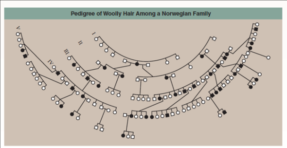 Why Woolly Hair Runs in Families  The woman in the photo on the right does not cut her hair. Her hair breaks off naturally as it grows, keeping it from getting long. Other members of her family have the same sort of hair, suggesting it is a hereditary trait. Because of its curly, fuzzy texture, this trait has been given the name woolly hair. While the woolly-hair trait is rare, it flares up in certain families. The extensive pedigree below (drawn curved to fit the large families produced by the second and subsequent generations) records the incidence of woolly hair in five generations (the roman numerals on the left) of a Norwegian family. As is the convention, affected individuals are indicated by solid symbols, with circles females and squares males. The pedigree below will provide you with the information you need to discover how this trait is inherited within human families.      Making Inferences  a. Is woolly hair sex-linked or autosomal? b. Is woolly hair dominant or recessive? c. Is the woolly-hair trait determined by a singlegene or by several?