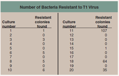 Are Mutations Random or Directed By the Environment?  Once biologists appreciated that Mendelian traits were in fact alternative versions of DNA sequences, which resulted from mutations, a very important question arose and needed to be answered-Are mutations random events that might happen anywhere on the DNA in a chromosome, or are they directed to some degree by the environment? Do the mutagens in cigarettes, for example, damage DNA at random locations, or do they preferentially seek out and alter specific sites such as those regulating the cell cycle? This key question was addressed and answered in an elegant, deceptively simple experiment carried out in 1943 by two of the pioneers of molecular genetics, Salvadore Luria and Max Delbruck. They chose to examine a particular mutation that occurs in laboratory strains of the bacterium E. coli. These bacterial cells are susceptible to T1 viruses, tiny chemical parasites that infect, multiply within, and kill the bacteria. If 10 5 bacterial cells are exposed to 10 10 T1 viruses, and the mixture spread on a culture dish, not one cell grows-every single E. coli cell is infected and killed. However, if you repeat the experiment using 10 9 bacterial cells, lots of cells survive! When tested, these surviving cells prove to be mutants, resistant to T1 infection. The question is, did the T1 virus cause the mutations, or were they present all along, too rare to be present in a sample of only 10 5 cells but common enough to be present in 10 9 cells? To answer this question, Luria and Delbruck devised a simple experiment they called a fluctuation test, illustrated here. Five cell generations are shown for each of four independent bacterial cultures, all tested for resistance in the fifth generation. If the T1 virus causes the mutations (top row), then each culture will have more or less the same number of resistant cells, with only a little fluctuation (that is, variation among the four). If, on the other hand, mutations are spontaneous and so equally likely to occur in any generation, then bacterial cultures in which the T1-resistance mutation occurs in earlier generations will possess far more resistant cells by the fifth generation than cultures in which the mutation occurs in later generations, resulting in wide fluctuation among the four cultures. The table presents the data they obtained for 20 individual cultures.      Applying Concepts Is there a dependent variable in this experiment? Explain.