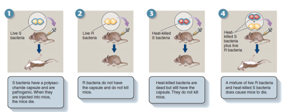 In his experiments, Frederick Griffith found that A) hereditary information within a cell cannot be changed. B) hereditary information can be added to cells from other cells. C) mice infected with live R strains die. D) mice infected with heat-killed S strains die. The work by Griffith provided the first evidence of transformation. Review the four experiments outlined in figure 11.1. Predict the likely outcome for the following variations on this classic research. Mice are infected with A) heat-killed pathogenic and heat-killed nonpathogenic bacteria. B) heat-killed pathogenic and live nonpathogenic bacteria in the presence of an enzyme that digests proteins (proteases). C) heat-killed pathogenic and live nonpathogenic bacteria in the presence of an enzyme that digests DNA (endonuclease). Figure 11.1 How Griffith discovered transformation. Transformation, the movement of a gene from one organism to another, provided some of the key evidence that DNA is the genetic material. Griffith found that extracts of dead pathogenic strains of the bacterium Streptococcus pneumoniae can transform live harmless strains into live pathogenic strains.  