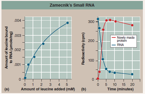 Building Proteins in a Test Tube  The complex mechanisms used by cells to build proteins were not discovered all at once. Our understanding came slowly, accumulating through a long series of experiments, each telling us a little bit more. To gain some sense of the incremental nature of this experimental journey and to appreciate the excitement that each step gave, it is useful to step into the shoes of an investigator back when little was known and the way forward was not clear. The shoes we will step into are those of Paul Zamecnik, an early pioneer in protein synthesis research. Working with colleagues at Massachusetts general hospital in the early 1950s, Zamecnik first asked the most direct of questions: where in the cell are proteins synthesized? To find out, they injected radioactive amino acids into rats. After a few hours, the labeled amino acids could be found as part of newly made proteins in the livers of the rats. And, if the livers were removed and checked only minutes after injection, radioactive-labeled proteins were found only associated with small particles in the cytoplasm. Composed of protein and RNA, these particles, later named ribosomes, had been discovered years earlier by electron microscope studies of cell components. This experiment identified them as the sites of protein synthesis in the cell. After several years of trial-and-error tinkering, Zamecnik and his colleagues had worked out a cell-free protein-synthesis system that would lead to the synthesis of proteins in a test tube. It included ribosomes, mRNA, and ATP to provide energy. It also included a collection of required soluble factors isolated from homogenized rat cells that somehow worked with the ribosome to get the job done. When Zamecnik's team characterized these required factors, they found most of them to be proteins, as expected, but also present in the mix was a small RNA, very unexpected. To see what this small RNA was doing, they performed the following experiment. In a test tube, they added various amounts of 14 C-leucine (that is, the radioactively labeled amino acid leucine) to the cell-free system containing the soluble factors, ribosomes, and ATP. After waiting a bit, they then isolated the small RNA from the mixture and checked it for radioactivity. You can see the results in graph (a). In a follow-up experiment, they mixed the radioactive leucine-small RNA complex that this experiment had generated with cell extracts containing intact endoplasmic reticulum (that is, a cell system of ribosomes on membranes quite capable of making protein). Looking to see where the radioactive label now went, they then isolated the newly made protein as well as the small RNA [see graph (b)].    Making Inferences is the amount of leucine bound to small RNA proportional to the amount of leucine added to the mixture?