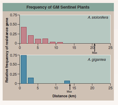 Can Modified Genes Escape from GM Crops?  On page 272, the question of whether gene flow of gm crops posed a problem to the environment was discussed. A field experiment conducted iN<sub>2</sub>004 by the U.S. environmental protection agency assessed the possibility that introduced genes could pass from genetically modified golf course grass to other plants. Investigators introduced a gene conferring herbicide resistance (the EPSP synthetase gene for resistance to glyphosate) into golf course bentgrass, Agrostis stolonifera, and then looked to see if the gene passed from the gm grass to other plants of the same species and if it passed to other related species. The map below displays the setup of this elaborate field study. A total of 178 A. stolonifera plants were placed outside the golf course, many of them downwind. An additional 69 bentgrass plants were found to be already growing downwind, most of them the related species A. gigantea. Seeds were collected from each of these plants, and the DNA of resulting seedlings tested for the presence of the gene introduced into the gm golf course grass. In the graph, the upper red histogram (a histogram is a bar graph that sorts data into a series of discontinuous categories, the value of each bar representing the number of individuals in a category or, as in this case, the average value of entries in that category) presents the relative frequency with which the gene was found in A. stolonifera plants located at various distances from the golf course. The lower blue histogram does the same for A. gigantea plants.      Making Inferences What mechanism do you propose to account for this gene flow?