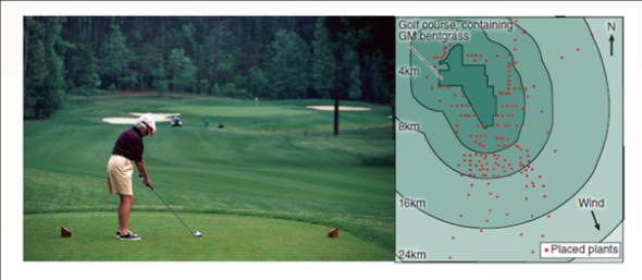 Can Modified Genes Escape from GM Crops?  On page 272, the question of whether gene flow of gm crops posed a problem to the environment was discussed. a field experiment conducted iN<sub>2</sub>004 by the U.s. environmental protection agency assessed the possibility that introduced genes could pass from genetically modified golf course grass to other plants. Investigators introduced a gene conferring herbicide resistance (the EPSP synthetase gene for resistance to glyphosate) into golf course bentgrass, Agrostis stolonifera, and then looked to see if the gene passed from the gm grass to other plants of the same species and if it passed to other related species. The map below displays the setup of this elaborate field study. A total of 178 A. stolonifera plants were placed outside the golf course, many of them downwind. An additional 69 bentgrass plants were found to be already growing downwind, most of them the related species A. gigantea. Seeds were collected from each of these plants, and the DNA of resulting seedlings tested for the presence of the gene introduced into the gm golf course grass. in the graph, the upper red histogram (a histogram is a bar graph that sorts data into a series of discontinuous categories, the value of each bar representing the number of individuals in a category or, as in this case, the average value of entries in that category) presents the relative frequency with which the gene was found in A. stolonifera plants located at various distances from the golf course. The lower blue histogram does the same for A. gigantea plants.      Drawing Conclusions Is it fair to conclude that genetically modified traits can pass from crops to other plants? What qualifications would you place on your conclusion?