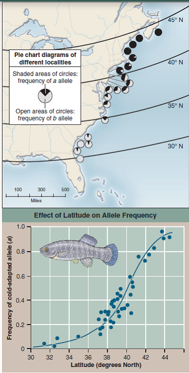 Does Natural Selection Act on Enzyme Polymorphism?  The essence of Darwin's theory of evolution is that, in nature, selection favors some gene alternatives over others. Many studies of natural selection have focused on genes encoding enzymes because populations in nature tend to possess many alternative alleles of their enzymes (a phenomenon called enzyme polymorphism ). Often investigators have looked to see if weather influences which alleles are more common in natural populations. A particularly nice example of such a study was carried out on a fish, the mummichog ( Fundulus heteroclitus ), which ranges along the East Coast of North America. Researchers studied allele frequencies of the gene encoding the enzyme lactate dehydrogenase, which catalyzes the conversion of pyruvate to lactate. As you learned in chapter 8, this reaction is a key step in energy metabolism, particularly when oxygen is in short supply. There are two common alleles of lactate dehydrogenase in these fish populations, with allele a being a better catalyst at lower temperatures than allele b. In an experiment, investigators sampled the frequency of allele a in 41 fish populations located over 14 degrees of latitude, from Jacksonville, Florida (31° North), to Bar Harbor, Maine (44° North). Annual mean water temperatures change 1° C per degree change in latitude. The survey is designed to test a prediction of the hypothesis that natural selection acts on this enzyme polymorphism. If it does, then you would expect that allele a, producing a better low-temperature enzyme, would be more common in the colder waters of the more northern latitudes. The graph on the right presents the results of this survey. The points on the graph are derived from pie chart data such as shown for 20 populations in the map (a pie chart diagram assigns a slice of the pie to each variable; the size of the slice is proportional to the contribution made by that variable to the total). The blue line on the graph is the line that best fits the data (a bestfit line, also called a regression line, is determined statistically by a process called regression analysis ).    Making Inferences  a. Are fish populations in cold waters at 44° N latitude more or less likely to contain heterozygous individuals than fish populations in warm waters at 31° N latitude? Why this difference, or lack of it? b. Where along this latitudinal gradient in the frequency of allele a would you expect to find the highest frequency of heterozygous individuals? Why?