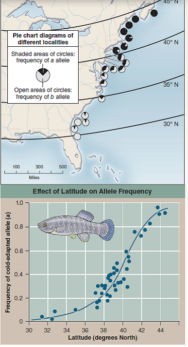 Does Natural Selection Act on Enzyme Polymorphism?  The essence of Darwin's theory of evolution is that, in nature, selection favors some gene alternatives over others. Many studies of natural selection have focused on genes encoding enzymes because populations in nature tend to possess many alternative alleles of their enzymes (a phenomenon called enzyme polymorphism ). Often investigators have looked to see if weather influences which alleles are more common in natural populations. A particularly nice example of such a study was carried out on a fish, the mummichog ( Fundulus heteroclitus ), which ranges along the East Coast of North America. Researchers studied allele frequencies of the gene encoding the enzyme lactate dehydrogenase, which catalyzes the conversion of pyruvate to lactate. As you learned in chapter 7, this reaction is a key step in energy metabolism, particularly when oxygen is in short supply. There are two common alleles of lactate dehydrogenase in these fish populations, with allele a being a better catalyst at lower temperatures than allele b. In an experiment, investigators sampled the frequency of allele a in 41 fish populations located over 14 degrees of latitude, from Jacksonville, Florida (31° north), to Bar harbor, Maine (44° north). Annual mean water temperatures change 1° C per degree change in latitude. The survey is designed to test a prediction of the hypothesis that natural selection acts on this enzyme polymorphism. If it does, then you would expect that allele a, producing a better low temperature enzyme, would be more common in the colder waters of the more northern latitudes. The graph on the right presents the results of this survey. The points on the graph are derived from pie chart data such as shown for 20 populations in the map (a pie chart diagram assigns a slice of the pie to each variable; the size of the slice is proportional to the contribution made by that variable to the total). The blue line on the graph is the line that best fits the data (a best-fit line, also called a regression line, is determined statistically by a process called regression analysis ).    Drawing Conclusions Are the differences in population frequencies of allele a consistent with the hypothesis that natural selection is acting on the alleles encoding this enzyme? Explain.