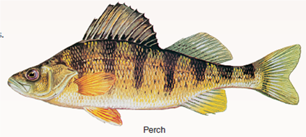 What Causes New Forms to Arise?  Biologists once presumed that new forms -genera, families, and orders-arose most often during times of massive geological disturbance, stimulated by the resulting environmental changes. But no such relationship exists. An alternative hypothesis was proposed by evolutionist George Simpson in 1953. He proposed that diversification followed new evolutionary innovations, inventions that permitted an organism to occupy a new adaptive zone. After a burst of new orders that define the major groups, subsequent specialization would lead to new genera. The early bony fishes, typified by the sturgeon (see lower right ), had feeble jaws and long shark-like tails. They dominated the Devonian (the Age of Fishes), to be replaced in the Triassic (the period when dinosaurs appeared) by fishes like the gar pike with a shorter more powerful jaw that improved feeding and a shortened more maneuverable tail that improved locomotion. They were in turn replaced by teleost fishes like the perch, with an even better tail for fast, maneuverable swimming, and a complex mouth with a mobile upper jaw that slides forward as the mouth opens. This history allows a clear test of Simpson's hypothesis. Was the appearance of these three orders followed by a burst of evolution as Simpson predicts, the new innovations in feeding and locomotion opening wide the door of opportunity? If so, many new genera should be seen in the fossil record soon after the appearance of each new order. If not, the pattern of when new genera appear should not track the appearance of new orders. The graph shows the evolutionary history of the class Osteichthyes, the bony fishes, since they first appeared in the Silurian some 420 million years ago.          Applying Concepts What is the dependent variable?
