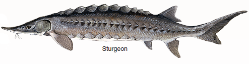 What Causes New Forms to Arise?  Biologists once presumed that new forms -genera, families, and orders-arose most often during times of massive geological disturbance, stimulated by the resulting environmental changes. But no such relationship exists. An alternative hypothesis was proposed by evolutionist George Simpson in 1953. He proposed that diversification followed new evolutionary innovations, inventions that permitted an organism to occupy a new adaptive zone. After a burst of new orders that define the major groups, subsequent specialization would lead to new genera. The early bony fishes, typified by the sturgeon (see lower right ), had feeble jaws and long shark-like tails. They dominated the Devonian (the Age of Fishes), to be replaced in the Triassic (the period when dinosaurs appeared) by fishes like the gar pike with a shorter more powerful jaw that improved feeding and a shortened more maneuverable tail that improved locomotion. They were in turn replaced by teleost fishes like the perch, with an even better tail for fast, maneuverable swimming, and a complex mouth with a mobile upper jaw that slides forward as the mouth opens. This history allows a clear test of Simpson's hypothesis. Was the appearance of these three orders followed by a burst of evolution as Simpson predicts, the new innovations in feeding and locomotion opening wide the door of opportunity? If so, many new genera should be seen in the fossil record soon after the appearance of each new order. If not, the pattern of when new genera appear should not track the appearance of new orders. The graph shows the evolutionary history of the class Osteichthyes, the bony fishes, since they first appeared in the Silurian some 420 million years ago.          Applying Concepts What is the dependent variable?