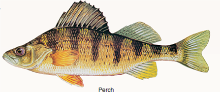 What Causes New Forms to Arise?  Biologists once presumed that new forms -genera, families, and orders-arose most often during times of massive geological disturbance, stimulated by the resulting environmental changes. But no such relationship exists. An alternative hypothesis was proposed by evolutionist George Simpson in 1953. He proposed that diversification followed new evolutionary innovations, inventions that permitted an organism to occupy a new adaptive zone. after a burst of new orders that define the major groups, subsequent specialization would lead to new genera. The early bony fishes, typified by the sturgeon (see lower right ), had feeble jaws and long, sharklike tails. They dominated the Devonian (the age of fishes), to be succeeded in the Triassic (the period when dinosaurs appeared) by fishes like the gar pike, with a shorter, more powerful jaw that improved feeding and a shortened, more maneuverable tail that improved locomotion. They were in turn succeeded by teleost fishes like the perch, with an even better tail for fast, maneuverable swimming and a complex mouth with a mobile upper jaw that slides forward as the mouth opens. This history allows a clear test of Simpson's hypothesis. Was the appearance of these three orders followed by a burst of evolution as Simpson predicts, the new innovations in feeding and locomotion opening wide the door of opportunity? If so, many new genera should be seen in the fossil record soon after the appearance of each new order. If not, the pattern of when new genera appear should not track the appearance of new orders. The graph shows the evolutionary history of the class Osteichthyes, the bony fishes, since they first appeared in the Silurian some 420 million years ago.          Making Inferences do bursts of new genera appear at these same three times or later?
