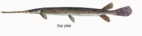 What Causes New Forms to Arise?  Biologists once presumed that new forms -genera, families, and orders-arose most often during times of massive geological disturbance, stimulated by the resulting environmental changes. But no such relationship exists. An alternative hypothesis was proposed by evolutionist George Simpson in 1953. He proposed that diversification followed new evolutionary innovations, inventions that permitted an organism to occupy a new adaptive zone. after a burst of new orders that define the major groups, subsequent specialization would lead to new genera. The early bony fishes, typified by the sturgeon (see lower right ), had feeble jaws and long, sharklike tails. They dominated the Devonian (the age of fishes), to be succeeded in the Triassic (the period when dinosaurs appeared) by fishes like the gar pike, with a shorter, more powerful jaw that improved feeding and a shortened, more maneuverable tail that improved locomotion. They were in turn succeeded by teleost fishes like the perch, with an even better tail for fast, maneuverable swimming and a complex mouth with a mobile upper jaw that slides forward as the mouth opens. This history allows a clear test of Simpson's hypothesis. Was the appearance of these three orders followed by a burst of evolution as Simpson predicts, the new innovations in feeding and locomotion opening wide the door of opportunity? If so, many new genera should be seen in the fossil record soon after the appearance of each new order. If not, the pattern of when new genera appear should not track the appearance of new orders. The graph shows the evolutionary history of the class Osteichthyes, the bony fishes, since they first appeared in the Silurian some 420 million years ago.          Drawing Conclusions do the data presented in the graph support Simpson's hypothesis? Explain.