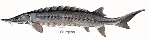 What Causes New Forms to Arise?  Biologists once presumed that new forms -genera, families, and orders-arose most often during times of massive geological disturbance, stimulated by the resulting environmental changes. But no such relationship exists. An alternative hypothesis was proposed by evolutionist George Simpson in 1953. He proposed that diversification followed new evolutionary innovations, inventions that permitted an organism to occupy a new adaptive zone. after a burst of new orders that define the major groups, subsequent specialization would lead to new genera. The early bony fishes, typified by the sturgeon (see lower right ), had feeble jaws and long, sharklike tails. They dominated the Devonian (the age of fishes), to be succeeded in the Triassic (the period when dinosaurs appeared) by fishes like the gar pike, with a shorter, more powerful jaw that improved feeding and a shortened, more maneuverable tail that improved locomotion. They were in turn succeeded by teleost fishes like the perch, with an even better tail for fast, maneuverable swimming and a complex mouth with a mobile upper jaw that slides forward as the mouth opens. This history allows a clear test of Simpson's hypothesis. Was the appearance of these three orders followed by a burst of evolution as Simpson predicts, the new innovations in feeding and locomotion opening wide the door of opportunity? If so, many new genera should be seen in the fossil record soon after the appearance of each new order. If not, the pattern of when new genera appear should not track the appearance of new orders. The graph shows the evolutionary history of the class Osteichthyes, the bony fishes, since they first appeared in the Silurian some 420 million years ago.          Drawing Conclusions do the data presented in the graph support Simpson's hypothesis? Explain.