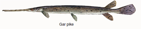 What Causes New Forms to Arise?  Biologists once presumed that new forms -genera, families, and orders-arose most often during times of massive geological disturbance, stimulated by the resulting environmental changes. But no such relationship exists. An alternative hypothesis was proposed by evolutionist George Simpson in 1953. He proposed that diversification followed new evolutionary innovations, inventions that permitted an organism to occupy a new adaptive zone. After a burst of new orders that define the major groups, subsequent specialization would lead to new genera. The early bony fishes, typified by the sturgeon (see lower right ), had feeble jaws and long shark-like tails. They dominated the Devonian (the Age of Fishes), to be replaced in the Triassic (the period when dinosaurs appeared) by fishes like the gar pike with a shorter more powerful jaw that improved feeding and a shortened more maneuverable tail that improved locomotion. They were in turn replaced by teleost fishes like the perch, with an even better tail for fast, maneuverable swimming, and a complex mouth with a mobile upper jaw that slides forward as the mouth opens. This history allows a clear test of Simpson's hypothesis. Was the appearance of these three orders followed by a burst of evolution as Simpson predicts, the new innovations in feeding and locomotion opening wide the door of opportunity? If so, many new genera should be seen in the fossil record soon after the appearance of each new order. If not, the pattern of when new genera appear should not track the appearance of new orders. The graph shows the evolutionary history of the class Osteichthyes, the bony fishes, since they first appeared in the Silurian some 420 million years ago.          Further Analysis If you were to plot on the graph the rate at which new families of fishes appeared, what general pattern would you expect to see, relative to new orders, if Simpson is right? Explain.