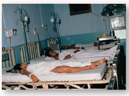 Defining a Treatment Window for Malaria  While malaria kills more people each year than any other infectious disease, the combination of mosquito control and effective treatment has virtually eliminated this disease from the United States. In 1941, more than 4,000 Americans died of malaria; iN<sub>2</sub>006, by contrast, fewer than five people died of malaria. The key to controlling malaria has come from understanding its life cycle. The first critical advance came in 1897 in a remote field hospital in Secunderabad, India, when English physician Ronald Ross observed that hospital patients who did not have malaria were more likely to develop the disease in the open wards (those without screens or netting) than in wards with closed windows or screens. Observing closely, he saw that patients in the open wards were being bitten by mosquitoes of the genus Anopheles. Dissecting mosquitoes that had bitten malaria patients, he found the plasmodium parasite. Newly hatched mosquitoes that had not yet fed, when allowed to feed on malaria-free blood, did not acquire the parasite. Ross reached the conclusion that mosquitoes were spreading the disease from one person to another, passing along the parasite while feeding. In every country where it has been possible to eliminate the Anopheles mosquitoes, the incidence of the disease malaria has plummeted. The second critical advance came with the development of drugs to treat malaria victims. The British had discovered in India in the mid-1800s that a bitter substance called quinine taken from the bark of cinchona trees was useful in suppressing attacks of malaria. The boys in the photograph are being treated with an intravenous solution of quinine. Quinine also reduces the fever during attacks but does not cure the disease. Today, physicians instead use the synthetic drugs chloroquine and primaquine, which are much more effective than quinine, with fewer side effects. unlike quinine, these two drugs can cure patients completely because they attack and destroy one of the phases of the plasmodium life cycle, the merozoites released into the bloodstream several days after infection-but only if the drugs are administered soon enough after the bite that starts the infection. In order to determine the time frame for successful treatment, doctors have carefully studied the time course of a malarial infection. The graph above presents what they have found. Numbers of merozoites are presented on the y axis on a log scale: each step reflects a 10-fold increase in numbers. The infection becomes life-threatening if 1% of red blood cells become infected, and death is almost inevitable if 20% of red blood cells are infected.      Drawing Conclusions After the first appearance of clinical illness symptoms, how many days can the disease be treated before it becomes life-threatening? Before treatment has little or no chance of saving the patient's life?