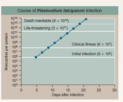 Defining a Treatment Window for Malaria  While malaria kills more people each year than any other infectious disease, the combination of mosquito control and effective treatment has virtually eliminated this disease from the United States. In 1941, more than 4,000 Americans died of malaria; iN<sub>2</sub>006, by contrast, fewer than five people died of malaria. The key to controlling malaria has come from understanding its life cycle. The first critical advance came in 1897 in a remote field hospital in Secunderabad, India, when English physician Ronald Ross observed that hospital patients who did not have malaria were more likely to develop the disease in the open wards (those without screens or netting) than in wards with closed windows or screens. Observing closely, he saw that patients in the open wards were being bitten by mosquitoes of the genus Anopheles. Dissecting mosquitoes that had bitten malaria patients, he found the plasmodium parasite. Newly hatched mosquitoes that had not yet fed, when allowed to feed on malaria-free blood, did not acquire the parasite. Ross reached the conclusion that mosquitoes were spreading the disease from one person to another, passing along the parasite while feeding. In every country where it has been possible to eliminate the Anopheles mosquitoes, the incidence of the disease malaria has plummeted. The second critical advance came with the development of drugs to treat malaria victims. The British had discovered in India in the mid-1800s that a bitter substance called quinine taken from the bark of cinchona trees was useful in suppressing attacks of malaria. The boys in the photograph are being treated with an intravenous solution of quinine. Quinine also reduces the fever during attacks but does not cure the disease. Today, physicians instead use the synthetic drugs chloroquine and primaquine, which are much more effective than quinine, with fewer side effects. unlike quinine, these two drugs can cure patients completely because they attack and destroy one of the phases of the plasmodium life cycle, the merozoites released into the bloodstream several days after infection-but only if the drugs are administered soon enough after the bite that starts the infection. In order to determine the time frame for successful treatment, doctors have carefully studied the time course of a malarial infection. The graph above presents what they have found. Numbers of merozoites are presented on the y axis on a log scale: each step reflects a 10-fold increase in numbers. The infection becomes life-threatening if 1% of red blood cells become infected, and death is almost inevitable if 20% of red blood cells are infected.      Drawing Conclusions After the first appearance of clinical illness symptoms, how many days can the disease be treated before it becomes life-threatening? Before treatment has little or no chance of saving the patient's life?