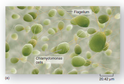 Would you classify Volvox ( figure 17.26 ) as multicellular? What distinguishes the multicellularity of brown, red, and green algae from the organization of a Volvox colony? Figure 17.26  Green algae. ( a ) Chlamydomonas is a unicellular mobile green algae. ( b ) Volvox forms colonies, an intermediate stage on the way to multicellularity. In the colony, some cells specialize for reproduction.    