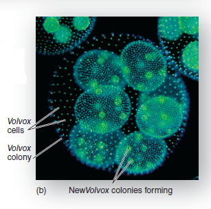 Would you classify Volvox ( figure 17.26 ) as multicellular? What distinguishes the multicellularity of brown, red, and green algae from the organization of a Volvox colony? Figure 17.26 Green algae. ( a ) Chlamydomonas is a unicellular mobile green algae. ( b ) Volvox forms colonies, an intermediate stage on the way to multicellularity. In the colony, some cells specialize for reproduction.