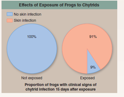 Are Chytrids Killing the Frogs ? As you learned in section 18.6 of this chapter, chytrid fungi are thought to be playing a major role in a worldwide wave of amphibian extinctions, discussed in much more detail in chapter 38 (page 809). Our awareness of the possible role of chytrids began in Queensland (the northeastern portion of australia) in 1993, when a mass die-off of frogs was reported. All different kinds of frogs seemed to be affected, and entire populations were wiped out. In the rainforests of northern Queensland, populations of the sharp-nosed torrent frog ( Taudactylus acutirostris ) were found to be so seriously affected as to be in danger of extinction. Captive colonies were set up at James Cook University and at the Melbourne and taronga zoos in an attempt to preserve the species. Unfortunately, the preservation of the species failed. Every frog in the colonies died. What was killing the frogs? The answer to this question came in 1998, when researchers examined the epithelium (skin) of sick frogs under the scanning electron microscope and saw what you can see in the photomicrographs to the right. Normally a relatively smooth surface, the epithelium of the dying frogs was roughened, with spherical bodies protruding from the surface. These protrusions are zoosporangia, asexual reproductive structures of a chytrid fungus. One is shown up close ( inset ). Each zoosporangium is roughly spherical, with one or more small projecting tubes. Millions of tiny zoospores develop in each zoosporangium. When the plug blocking the tip of a tube disappears, the spores are discharged onto the surface of adjacent skin cells or into the water, where their flagella allow them to swim until they encounter another host. When one of the zoospores contacts the skin of another frog, it attaches and forms a new zoosporangium in the subsurface layer of the skin, renewing the infection cycle. Study of the infecting chytrids revealed them to be members of the species Batrachochytrium dendrobatidis. This was unexpected. Chytrids are typically found in water and moist soil, and although there are several types known to infect plants and insects, no chytrid had ever been known to infect a vertebrate. These initial scanning electron micrograph results seemed to make a pretty convincing case that chytrids had caused the mass die-off of frogs in Queensland. However, in order to provide more direct evidence, a series of experiments was carried out in which the ability of the chytrid fungus to kill frogs was directly assessed. In one such experiment, typical of many, some frogs of the genus Dendrobates were exposed to chytrids and others were not. After three weeks, all frogs were examined for shed skin, a clinical sign of the frog-killing disease. The results are seen in the pie charts above.      Making Inferences Is there any association between exposure to the chytrid B. dendrobatidis and development of the skin infection that is a clinical sign of life-threatening illness in frogs?