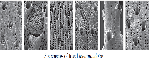Punctuated Equilibrium: Evaluating a Case History  Biologists have long argued over the rate at which evolution occurs. As you read in chapter 17 (section 17.1, under The Rate of Evolution), some organisms appear to have evolved gradually (gradualism), while in others evolution seems to have occurred in spurts (punctuated equilibrium). There is evidence of both patterns in the fossil record. Perhaps the most famous claim of punctuated equilibrium has been made by researchers studying the fossil record of marine bryozoans. Bryozoans are microscopic aquatic animals that form branching colonies. You encountered them earlier in this chapter as lophophorates. The fossil record is particularly well documented for Caribbean bryozoan species of the genus Metrarabdotos, whose fossil record extends back more than 15 million years without interruption (a fossil is the mineralized stonelike remains of a long-dead organism; a fossil record is the total collection of fossils of that particular kind of organism known to science). The graph to the upper right displays an analysis of the Metrarabdotos fossil record. Researchers fi rst formulated a comprehensive character index based upon a broad array of bryozoan traits. (A character index is a number assigned to a specimen based on its morphology. Different characteristics are measured and assigned quantitative values, and the character index is determined by adding together the individual character values that apply to the specimen. The closer the character indices are for two specimens, the more closely related they are.) Then each fossil is measured for all of the traits. They then calculated the index number for that fossil and plotted it on the graph as a black dot. Each cluster of dots within an oval represents a distinct species.      Making Inferences  a. How many of the species exhibit variation in the comprehensive character index? b. How does the magnitude of this variation within species compare with the variation seen between species?