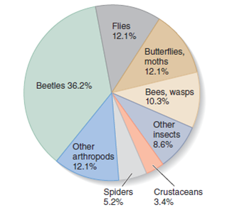 The main limiting factor of arthropod size is the A) inefficiency of open circulatory systems. B) weight of the muscles needed to move the organism. C) weight of the thick exoskeleton needed to support very large insects. D) weight of the entire organism, which if too great would crush the soft body of the arthropod during molting. A famous evolutionist, when asked the most important thing he has learned, said, God has an inordinate fondness for beetles. About two-thirds of all the named species on our planet are arthropods. From the arthropod pie chart shown in figure 19.17 , estimate about what percentage of the named species on our planet are beetles. Figure 19.17 Arthropods are a successful group. About two-thirds of all named species are arthropods. About 80% of all arthropods are insects, and about half of the named species of insects are beetles.  