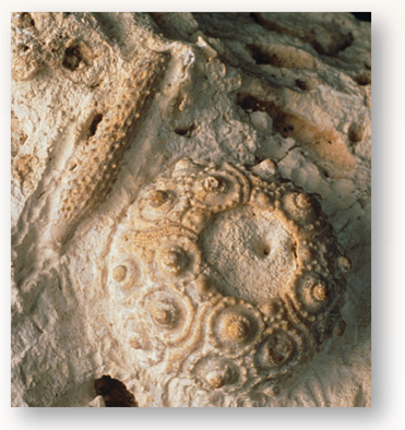 Are Extinction Rates Constant?  Since the time of the dinosaurs, the number of living species has risen steadily. Today, there are over 700 families of marine animals, containing thousands of described species. Interspersed, however, have been a number of major setbacks, termed mass extinctions, in which the number of species has greatly decreased. Five major mass extinctions have been identified, the most severe of which occurred at the end of the Permian period, approximately 225 million years ago, at which time more than half of all families and as many as 96% of all species may have perished. The most famous and well-studied extinction occurred 65 million years ago at the end of the cretaceous period. At that time, dinosaurs and a variety of other organisms went extinct, most likely due to the collision of a large meteor with earth. This mass extinction did have one positive effect, though: With the disappearance of dinosaurs, mammals, which previously had been relatively small and inconspicuous, quickly experienced a vast evolutionary radiation that ultimately produced a wide variety of organisms, including elephants, tigers, whales, and humans. Indeed, a general observation is that biological diversity tends to rebound quickly after mass extinctions, reaching comparable levels of species richness, even if the organisms making up that diversity are not the same. Today, the number of species in the world is decreasing at an alarming rate due to human activities. We are living during a sixth mass extinction. Some estimate that species are becoming extinct at a rate not seen on earth since the cretaceous mass extinction. One thing that the cretaceous mass extinction and the present-day mass extinction share is that species are becoming extinct for reasons that have nothing to do with what they themselves are like. Is this generally true of extinctions, or are mass extinctions a special case? Evolutionist Leigh van valen put forth the hypothesis in 1973 that extinction is indeed usually due to random events unrelated to a species's particular adaptations. If this is in fact the case, then the likelihood that a species will go extinct would be expected to be virtually constant, when viewed over long periods of time. Van valen's hypothesis has been tested by evolutionary biologists for a variety of groups. One of the most complete fossil records available for such a test is that of marine echinoids (sea urchins and sand dollars). The fossil echinoid you see in the photo, genus Cidaris , is from the cretaceous some 75 million years ago. In the graph above it, you see an examination of the 200- million-year fossil record of echinoids. Data are presented as the Number of echinoid families that have survived for over a period of 200 million years. The red dashed line shows a theoretical constant extinction rate, as postulated by van valen. The blue line is a best-fit curve determined by statistical regression analysis.      Applying Concepts What is the dependent variable?