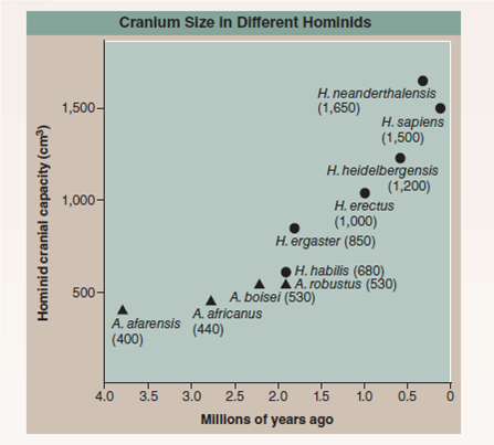 Has Brain Size Increased as Hominids Evolved?  As noted in this chapter, brain size has become progressively larger as hominids evolved. Interestingly, Neanderthal fossils ( left in the photo below) typically have larger brains than fossils of modern humans ( right in photo below), about 1,650 cubic centimeters (cc) for Homo neanderthalensis versus about 1,500 cc for H. sapiens. Does this suggest that Neanderthals were smarter than us? the graph to the right explores the evolution of hominid brain size by plotting the age of each major type of hominid versus its brain size (that is, the volume of the skull cranium's interior). For each type of hominid, there is some variation in cranial volume among the fossils that have been described, and a typical value is presented (the number in parentheses by each point). The value for H. neanderthalensis , for example, is plotted as a typical 1,650 cc, even though a skull found in the amud cave of israel (see page 469) is 90 cc larger. Some paleontologists consider H. ergaster to be a variant of H. erectus , and H. heidelbergensis and H. neanderthalensis to be variants of H. sapiens , but for the sake of this analysis, the splitters view is presented. While the question used to be controversial, most anthropologists now feel that H. neanderthalensis and H. sapiens are separate species, both descended from H. heidelbergensis (however it is named).      Further Analysis What key unverified assumption does this conclusion depend upon? If you do not accept this further conclusion, why then do you think brain size has evolved as rapidly as it has in the genus Homo ?